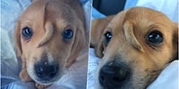 Kafasının Üstündeki Doğuştan Ekstra Kuyruğuyla Dikkatleri Üzerine Çeken Minik Unicorn Köpek