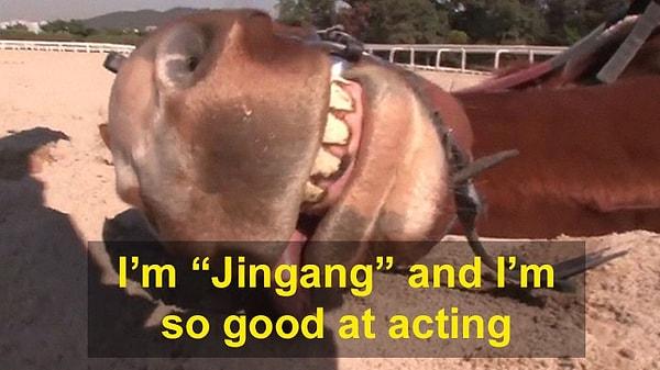 "Benim adım 'Jingang' ve  oyunculukta çok iyiyim."