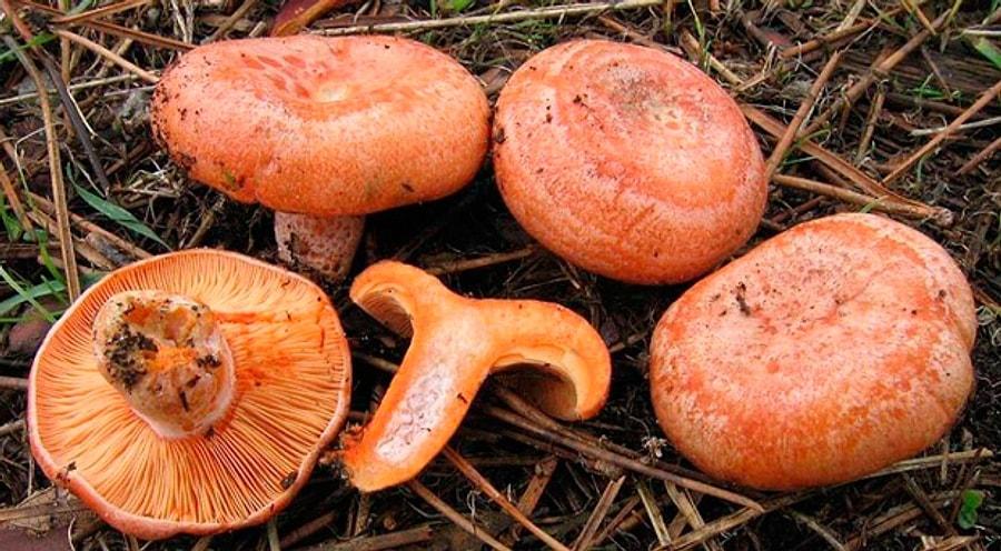 Рыжик 20. Рыжик Сосновый/Боровой (Lactarius deliciosus);. Царский гриб Рыжик. Млечник Рыжик гриб. Грибы рыжики и волнушки.