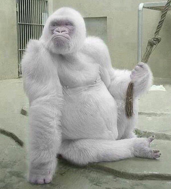 7. Albino goril! 😍
