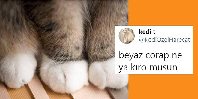 Kedilerle Yaşadığı En Komik Olayları Paylaşarak Kocaman Kahkahalar Attıran 11 Kişi