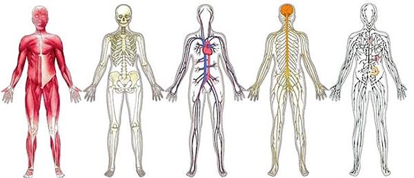8. Trakea hangi vücut sisteminin bir parçasıdır?