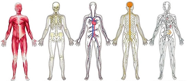 8. Trakea hangi vücut sisteminin bir parçasıdır?