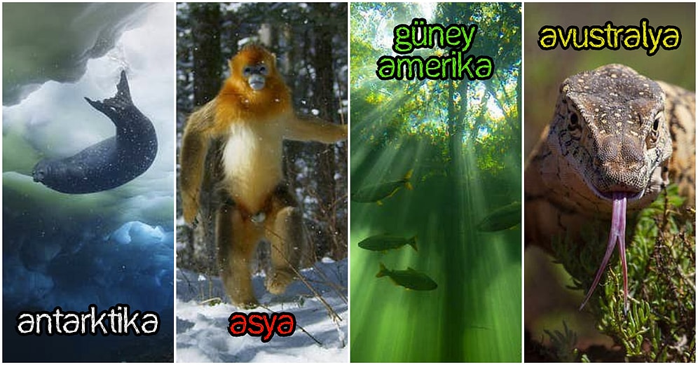 Dünyamızın Dört Kıtası Hakkında Gerçek Olduklarına İnanmakta Zorlanacağınız Doğayla İlgili 29 Bilgi