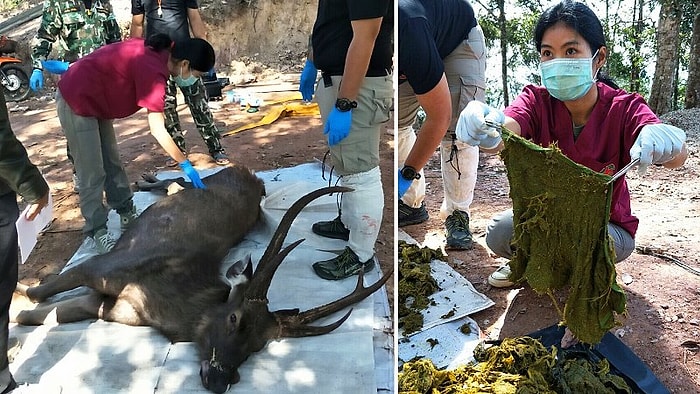 Tayland'da Ölü Bulunan Geyiğin Midesinden Plastik Poşet ve İç Çamaşırı Dahil 7 Kilo Çöp Çıktı