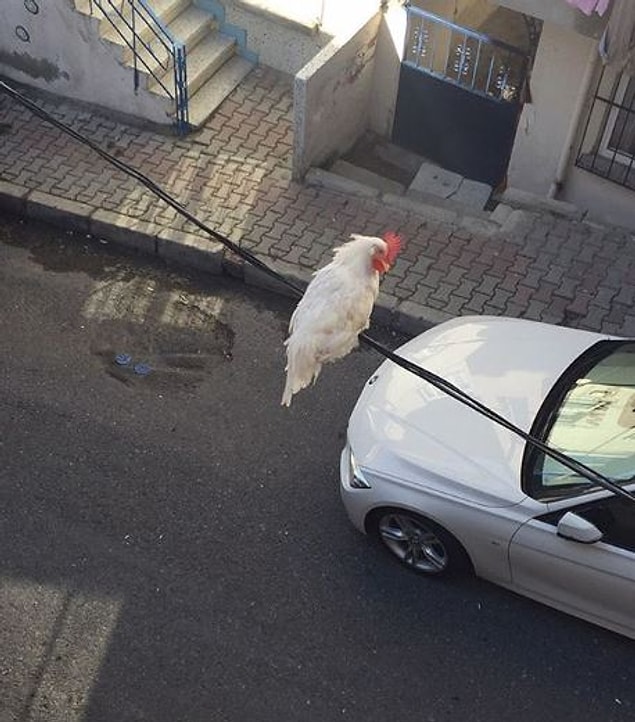 6. Abi en son uçamıyordun sen ne oldu böyle?