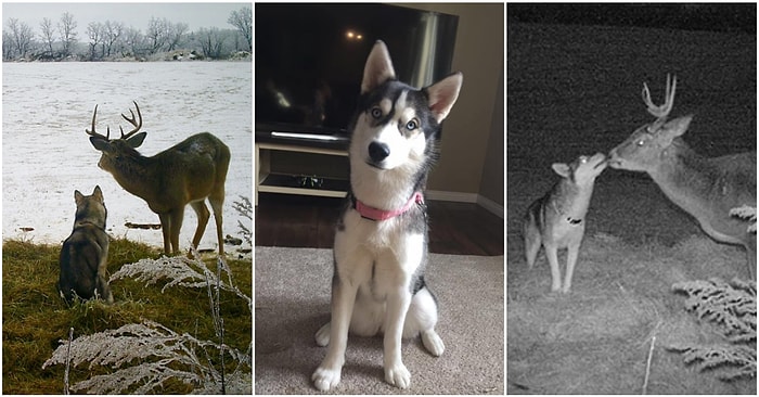 Kanada'da Evden Kaçtıktan Sonra Bir Geyikle Arkadaş Olup Samimi Pozlar Veren Minnoşluk Abidesi Köpek