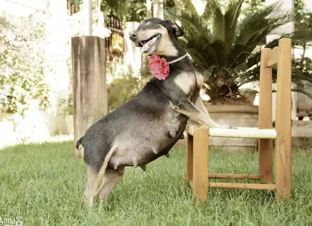 15. Ve son olarak: Kendi hamilelik çekimine sahip olan bu anne köpek!