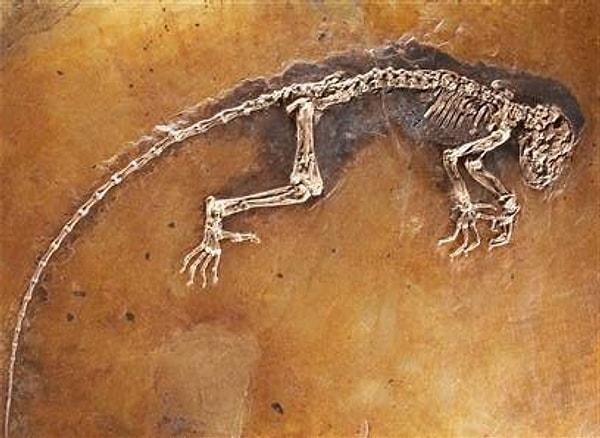 1. 47 milyon yıllık bir fosil keşfedildi ve insan evriminde kayıp bir zincir olma olasılığı bilim dünyasını oldukça çalkaladı.