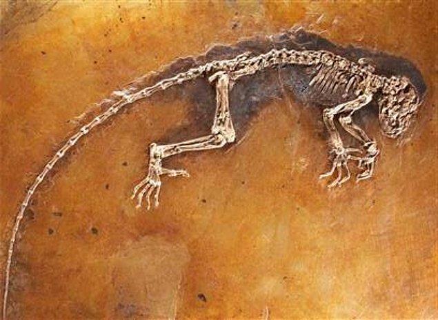 1. 47 milyon yıllık bir fosil keşfedildi ve insan evriminde kayıp bir zincir olma olasılığı bilim dünyasını oldukça çalkaladı.