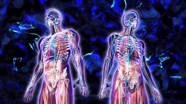 29. Bilim insanları daha önce varlığını bilmediğimiz yeni bir organ keşfetti.
