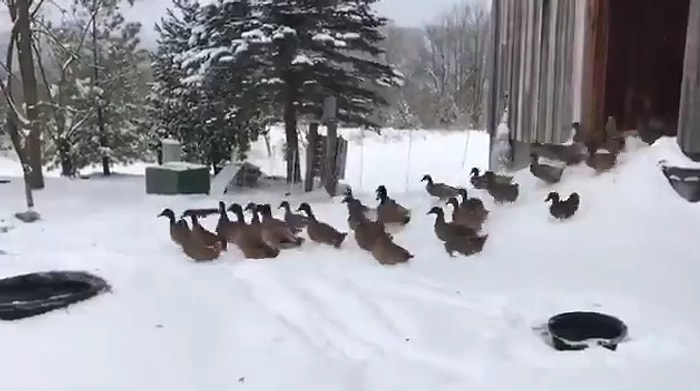 Karlı Havada Dışarı Çıkmanın Büyük Bir Hata Olduğunu Fark Eden Ördek Sürüsünün Efsane Görüntüleri!