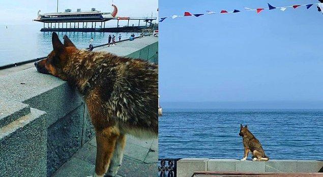 Japonya’da Haçiko isimli köpek ölen sahibini yıllardır tren istasyonunda beklerken ölmüş ve bu ilginç hikaye filmlere konu olmuştu. Buna benzer başka bir olay Kırım’da yaşanmaya devam ediyor.