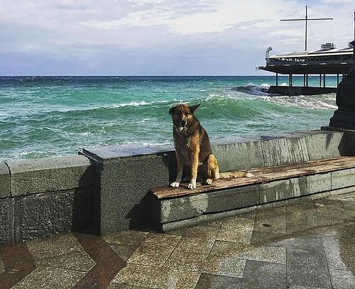 9 Yıldır, Boğulan Dostunun Geri Dönmesini Bekleyen Köpek: Kırım’ın Haçiko’su