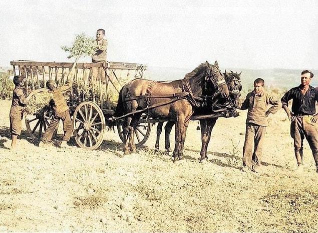 Kızılçullu Köy Enstitüsü'nde hasat zamanı. İzmir, 1945.