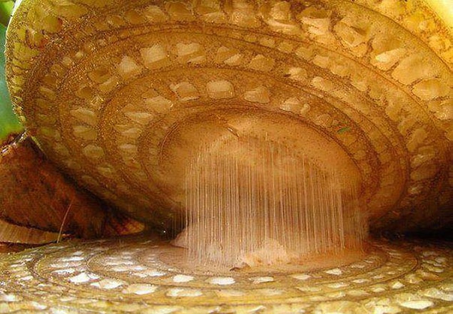 3. Mikroskop altında bakıldığı zaman muz böyle gözükür 👇🏻