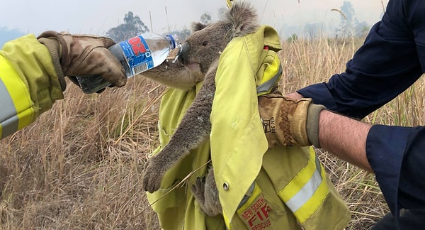 Koala popülasyonun üçte biri yok oldu