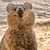 happy-quokka