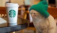 Beresiyle Tatlılığın Bütün Sınırlarını Zorlayan Kediye Yapılmış Birbirinden Komik 13 Photoshop Çalışması