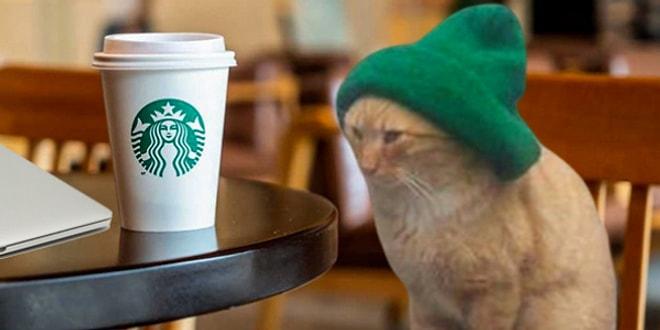 Beresiyle Tatlılığın Bütün Sınırlarını Zorlayan Kediye Yapılmış Birbirinden Komik 13 Photoshop Çalışması