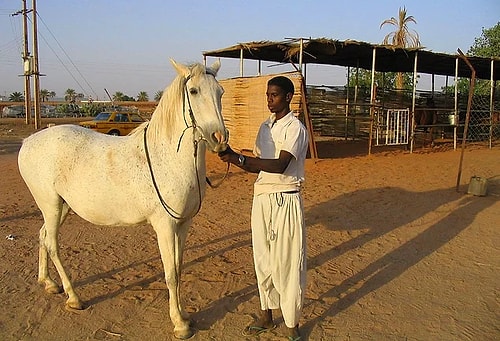 Meclis Gündemine Taşındı: Sudan’dan Getirilecek At Eti Nerede Kullanılacak?