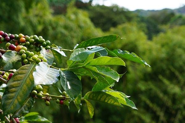 3. Biliyorsun ki kahve bir tarım bitkisi. Peki kahve tarımı bilinçsiz bir şekilde yapılmaya devam ederse hangi yıla kadar yok olacağını biliyor musun?