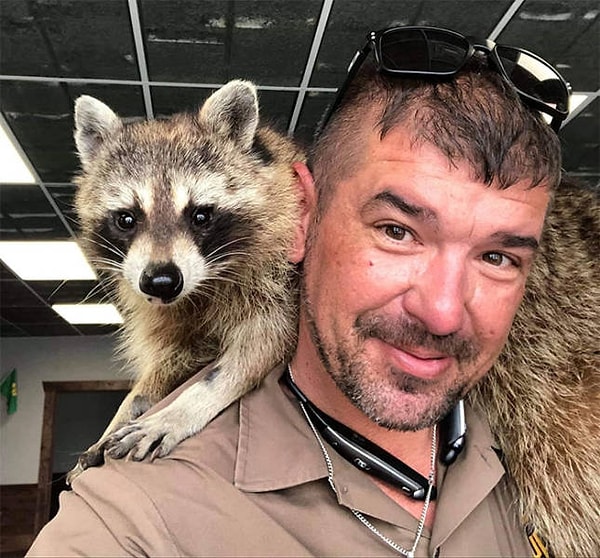 8. Еноты тоже не обходят стороной грузовик Дейва