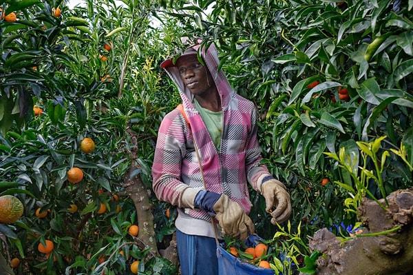 63. 2016'da Senegal'den İspanya'ya gelerek mevsimlik işçiliğe başlayan Mbaye Tune'un bu karesini yakalayan fotoğrafçı Aitor Lara.