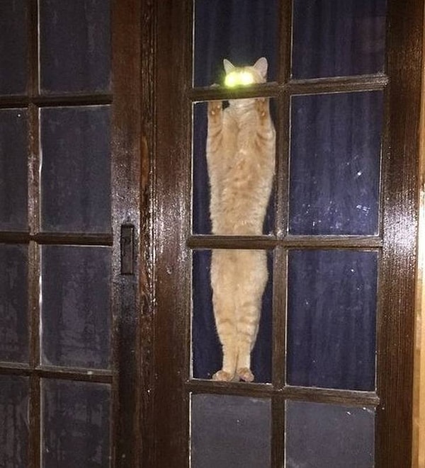 13. Впусти меня или пожалеешь...