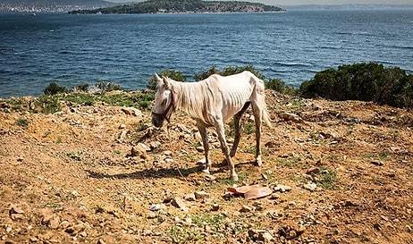 Eski Adalar Noteri Atlara Yapılan Zulmü Anlattı: 'Taylar Denize Atılır, Yaralı Hayvanlara Bakacak Veteriner Yok'