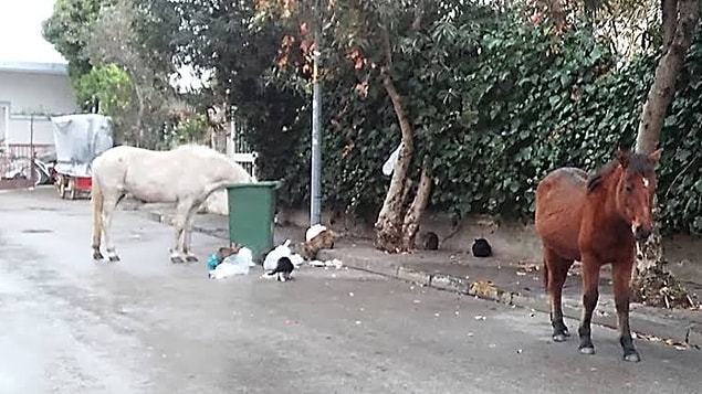 "Kalıcı çözüm olan fayton taşımacılığına son vermektir"