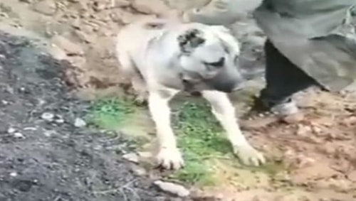 Çoban Köpeğinin Zehirlenerek Diri Diri Gömüldüğü İddia Edilmişti: Soruşturma Başlatıldı