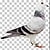 mehmet-sece-pigeon-master