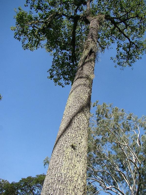 4. Brezilya fındığı ağacı.