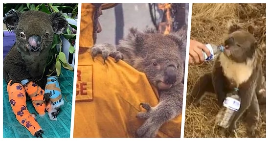 Onları Bile Koruyamadık! Avustralya'daki Durdurulamayan Büyük Yangından Dolayı Koalaların Büyük Çoğunluğu Yok Oldu!