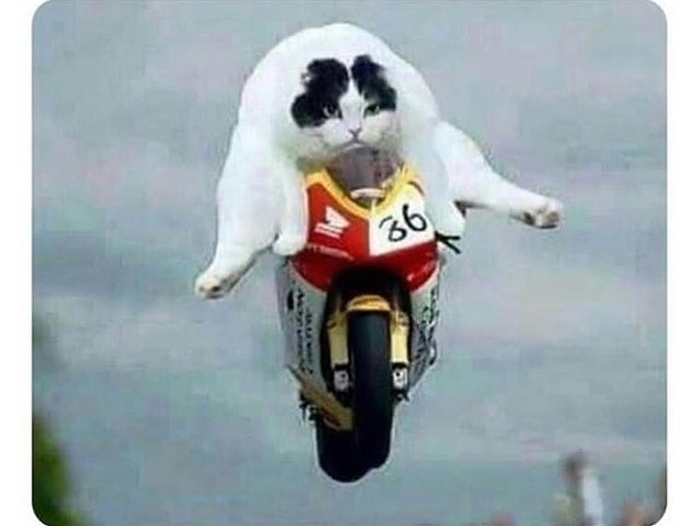 "Kedime adıyla seslenirim, asla gelmez. Kedime pisi pisi derim, kedim:"