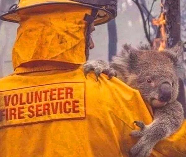 Avustralya'da durdurulamayan bir yangın nedeni ile 6 milyondan hektardan fazla bir alan yok oldu, yarım milyar hayvan da hayatını kaybetti.