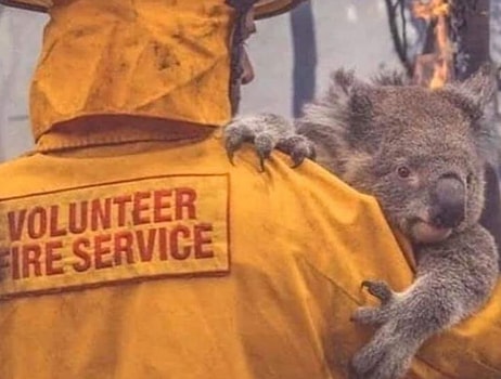 Полмиллиарда животных погибли во время пожаров в Австралии