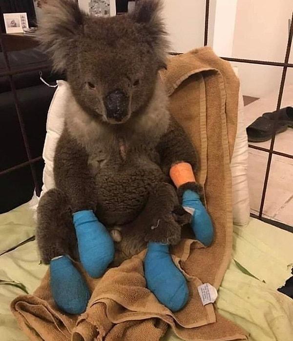 24. Yangından kurtarılan binlerce koaladan sadece bir tanesi 😢