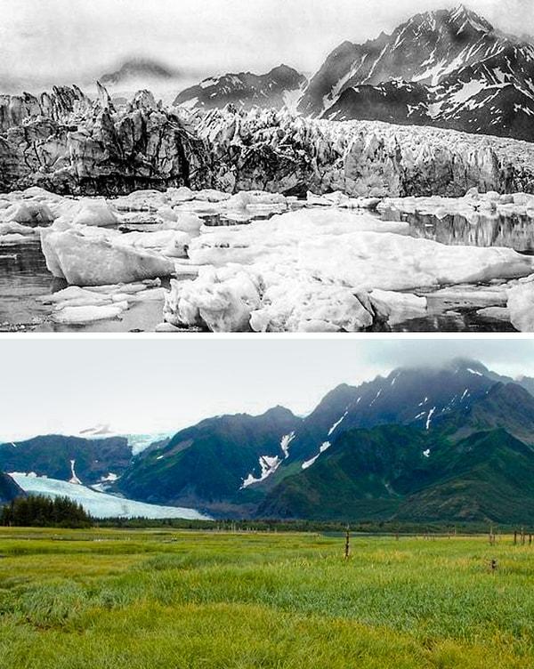 1. Alaska'daki Pedersen Buzulu'nun 100 yıl önceki ve şimdiki hali