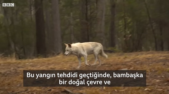 500 Milyona Yakın Canlı Yaşamını Yitirdi: BBC Ekibi, Avustralya'da Hayvan Barınağını Ziyaret Etti!