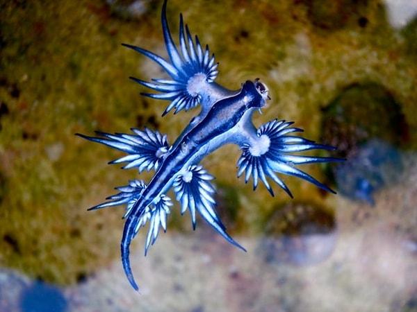 4. Bu mavi melek deniz yaratığı bir uzaylıya benziyor. Glaucus Atlanticus, 'mavi melek' lakabını almış bir tür sümüklü böcektir. Sanki başka bir dünyadan gelmiş gibi görünen bu canlı güzel olduğu kadar da nadiren ortaya çıkar. Sadece Güney Afrika ve Avustralya kıyılarında bulunur.