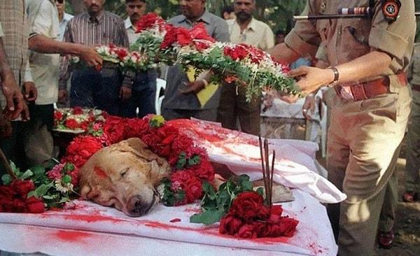 5. Zanier isimli köpek 2000 yılında tam askeri törenle defnediliyor. Bu cesur köpek Hindistan'da 1993 yılındaki patlamalarda binlerce insanın hayatını kurtarmış, binlerce kilo da patlayıcıyı tespit etmişti.