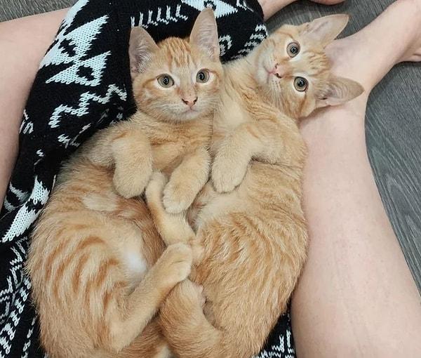 11. "Markete bir kutunun içinde terk edilen bu 2 kediyi bir çift sahiplendi. Kedilere Ed ve Sheeran adını verdiler."
