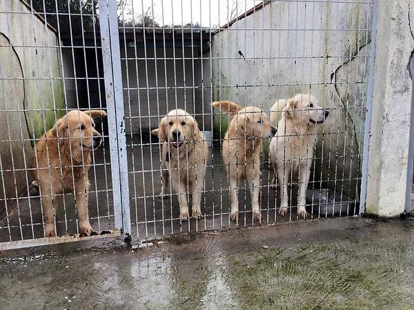 12. Türkiye'de o kadar çok Golden Retriever cinsi köpek sokağa terk ediliyor ki, bu köpekleri kurtarıp ABD'de yeniden sahiplendirmek için kurulmuş bir grup organizasyonu bulunuyor.