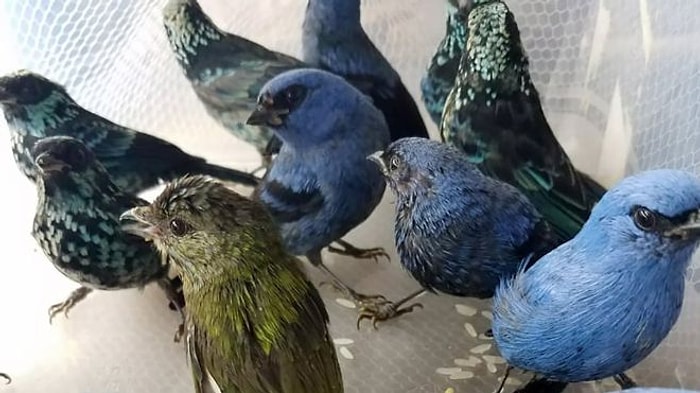 В аэропорту Перу задержан мужчина, который перевозил 20 редких птиц в чемодане