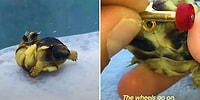 Bacakları Ters Olan Kaplumbağanın Rahat Yürüyebilmesi İçin Ona Mini Kaykay Yapan Güzel İnsan!
