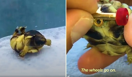 Bacakları Ters Olan Kaplumbağanın Rahat Yürüyebilmesi İçin Ona Mini Kaykay Yapan Güzel İnsan!