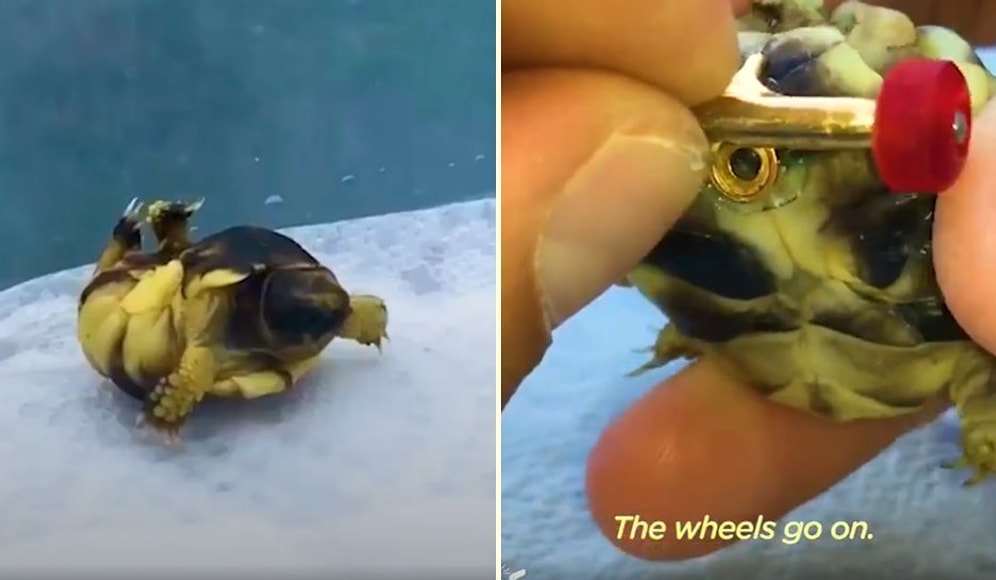Bacakları Ters Olan Kaplumbağanın Rahat Yürüyebilmesi İçin Ona Mini Kaykay Yapan Güzel İnsan!