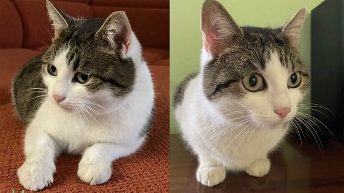 В Новороссийске продается необычная кошка за 20 млн рублей